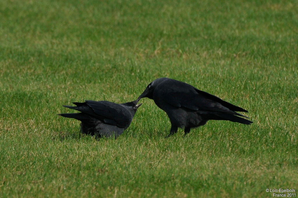 Western Jackdaw