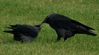 Western Jackdaw