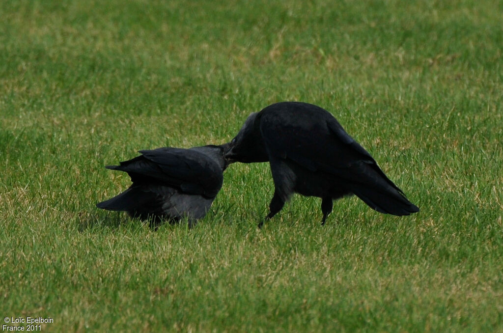 Western Jackdaw