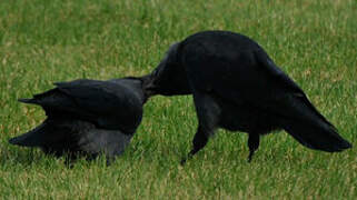 Western Jackdaw