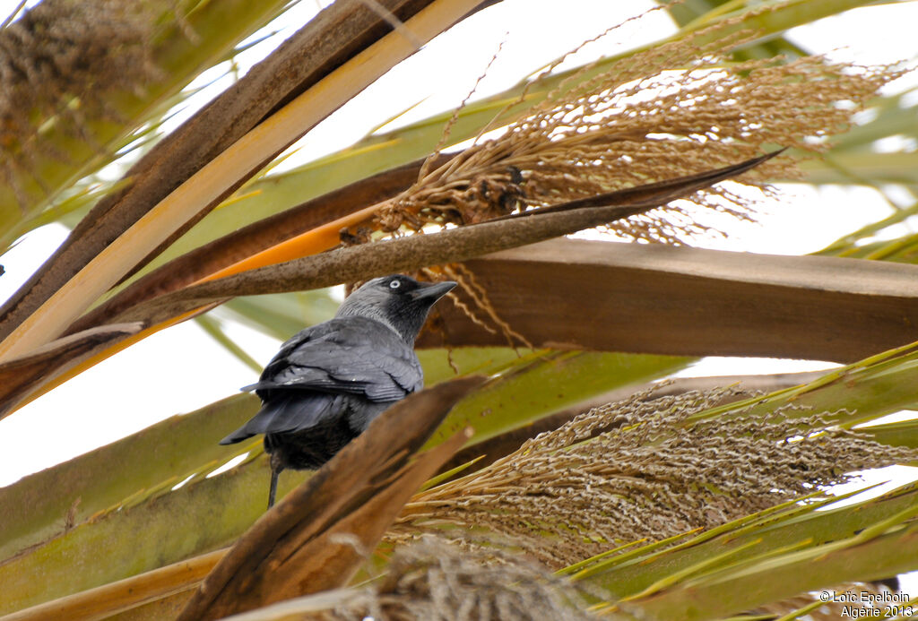 Western Jackdaw