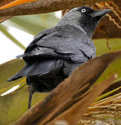 Western Jackdaw