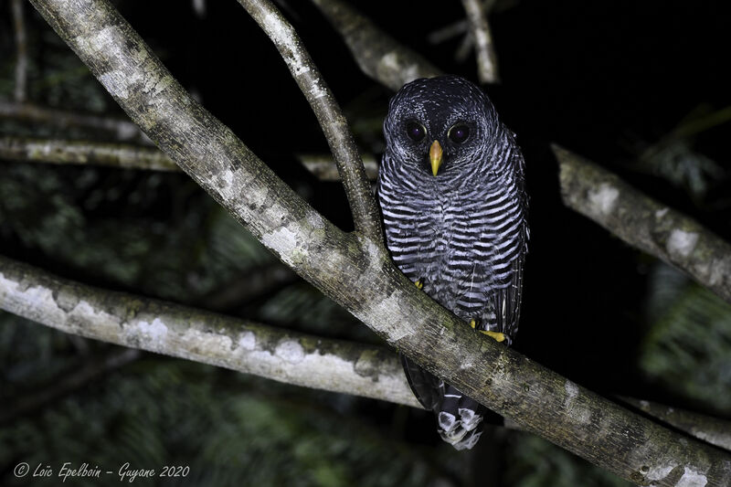 Black-banded Owl