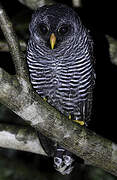 Black-banded Owl