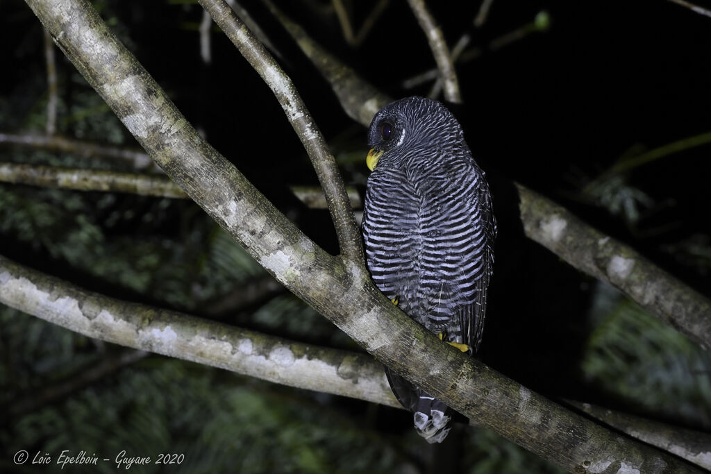 Black-banded Owl