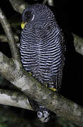 Black-banded Owl