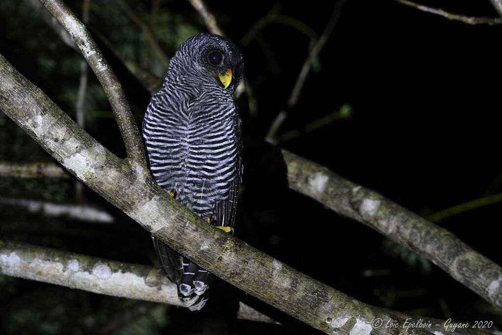 Black-banded Owl