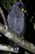 Black-banded Owl