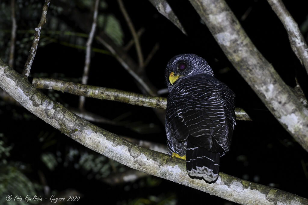 Black-banded Owl