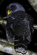 Black-banded Owl