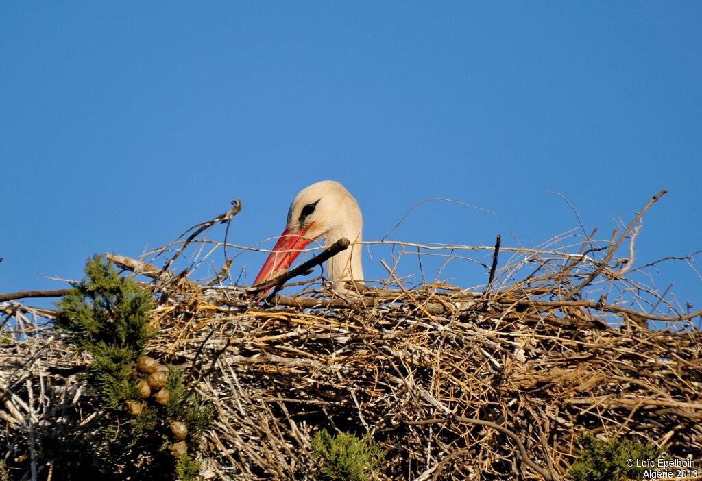 White Stork