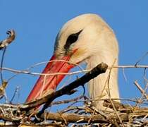 Cigogne blanche