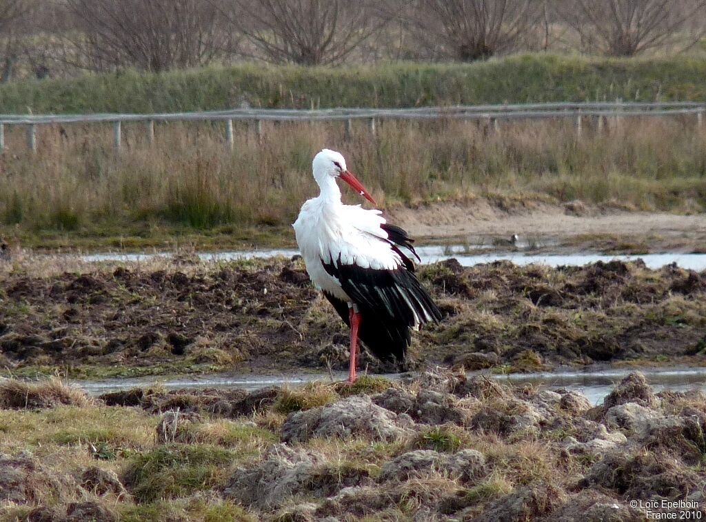 White Stork