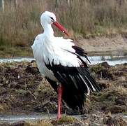 Cigogne blanche