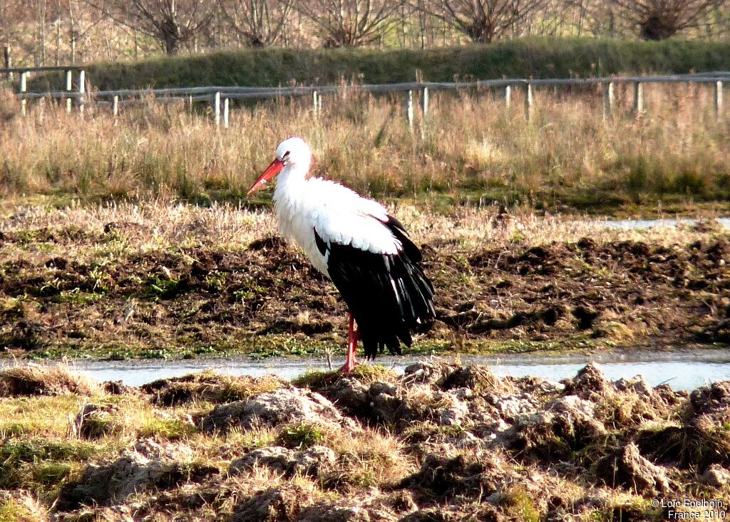 Cigogne blanche