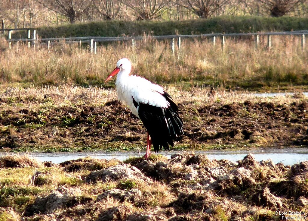 White Stork