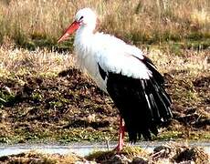 Cigogne blanche