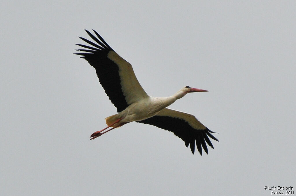 Cigogne blanche