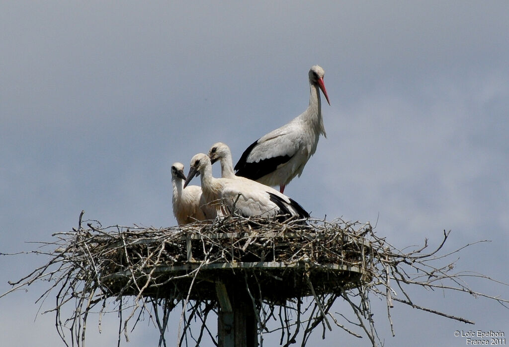 White Stork