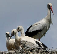 White Stork