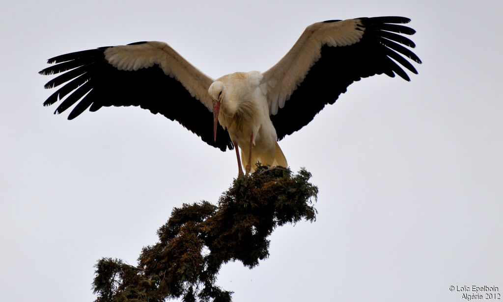 Cigogne blanche