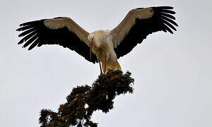 Cigogne blanche