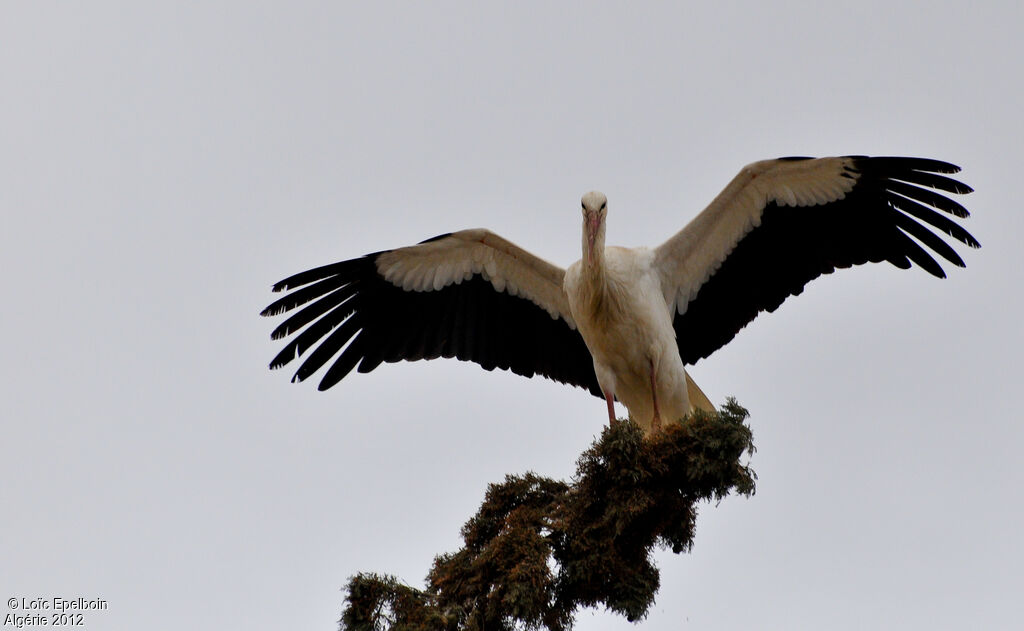 Cigogne blanche