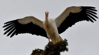 White Stork