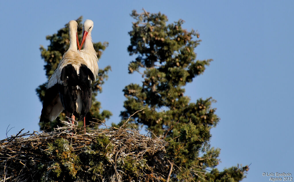 White Stork