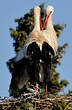 Cigogne blanche