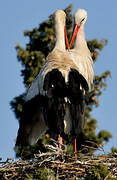 White Stork