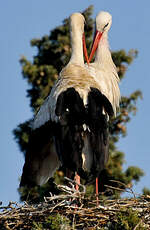 Cigogne blanche