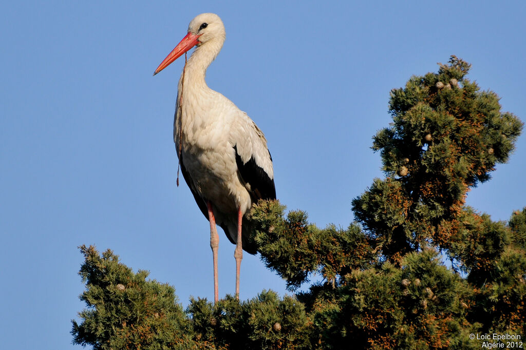 White Stork