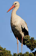 White Stork