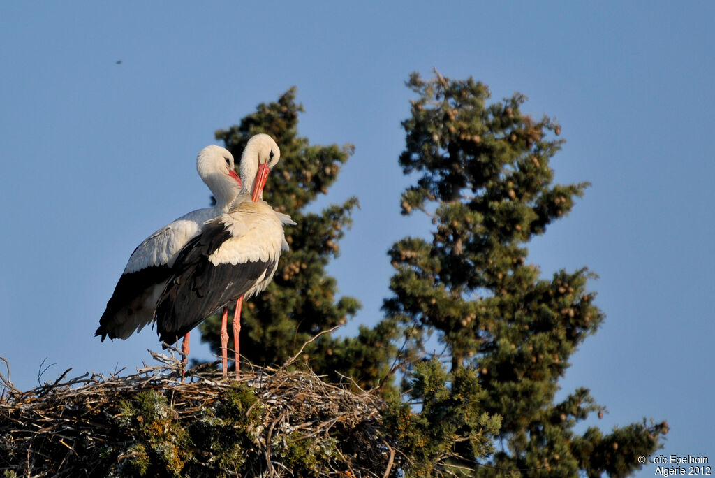 White Stork