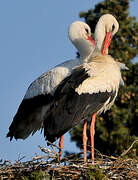 White Stork