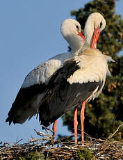 Cigogne blanche