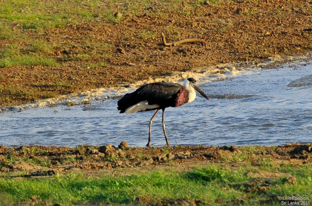 Asian Woolly-necked Stork