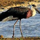 Cigogne épiscopale