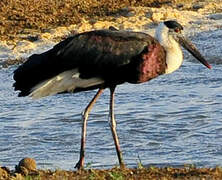 Woolly-necked Stork