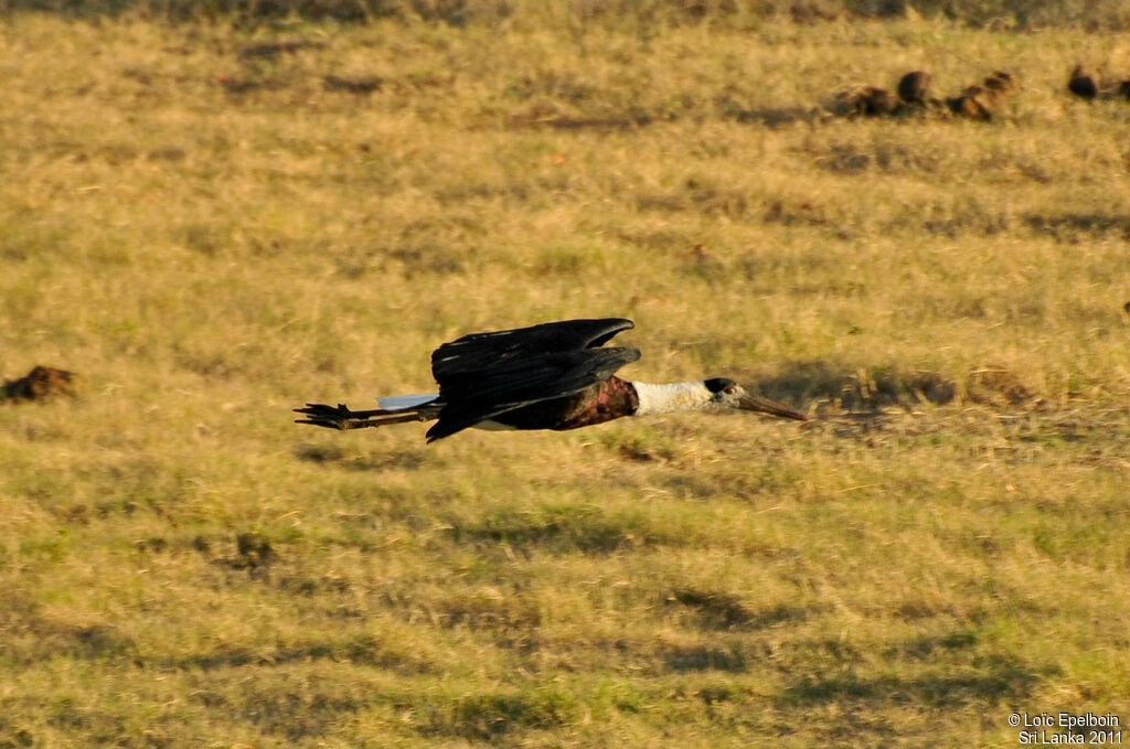 Woolly-necked Stork