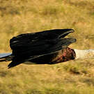 Cigogne épiscopale