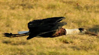 Asian Woolly-necked Stork