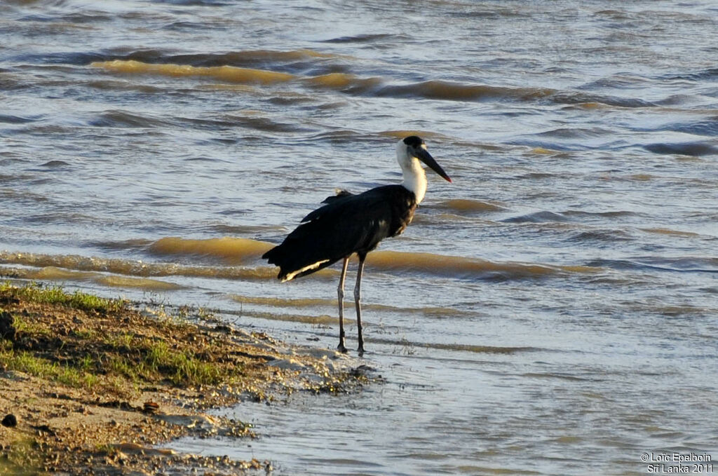 Woolly-necked Stork