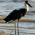 Cigogne épiscopale
