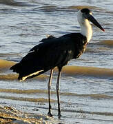 Woolly-necked Stork