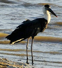 Cigogne épiscopale