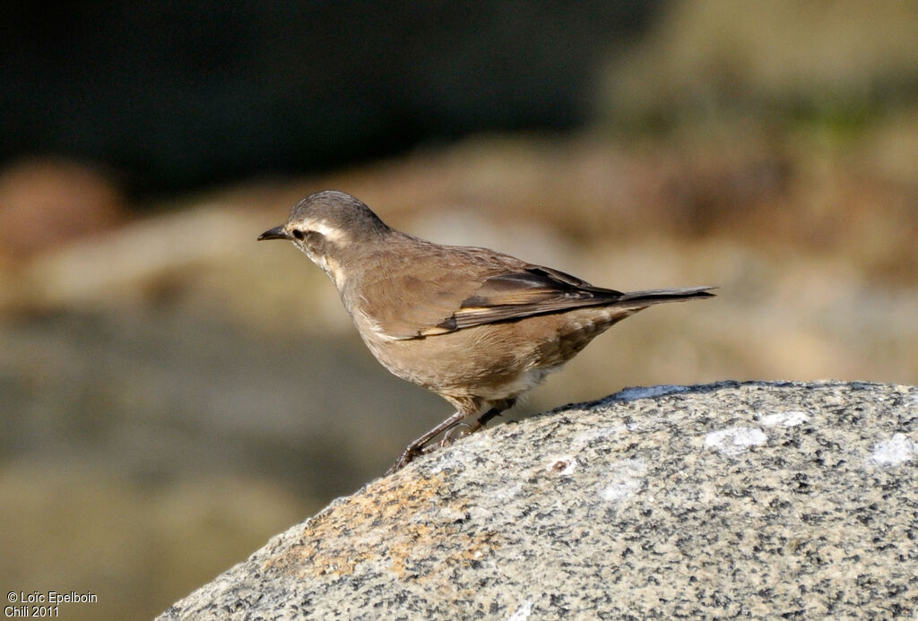 Grey-flanked Cinclodes