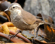 Grey-flanked Cinclodes