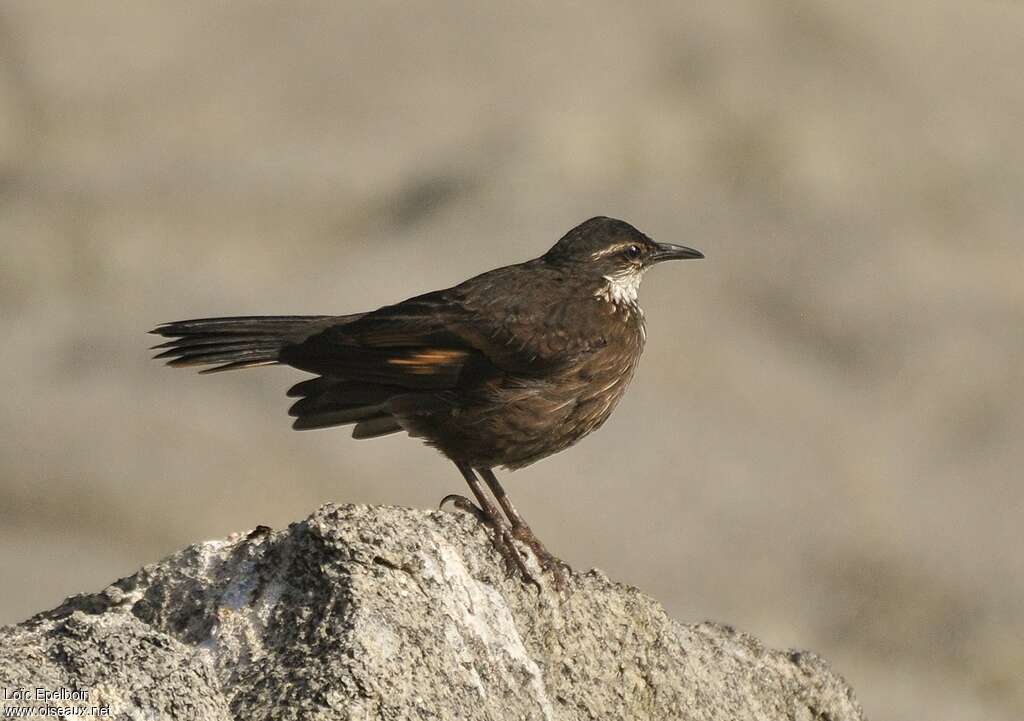 Cinclode du ressacadulte, identification